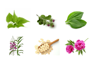 herbs for prostate